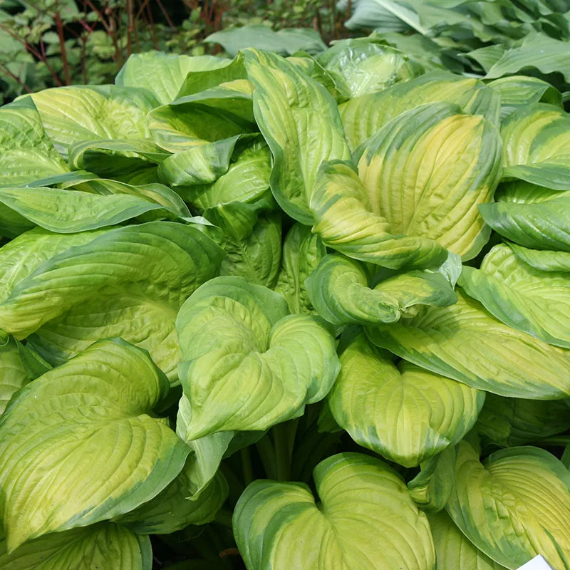 Hosta 'Stained Glass' image 0