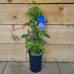 Raymond Evison Clematis Lindsay image 2