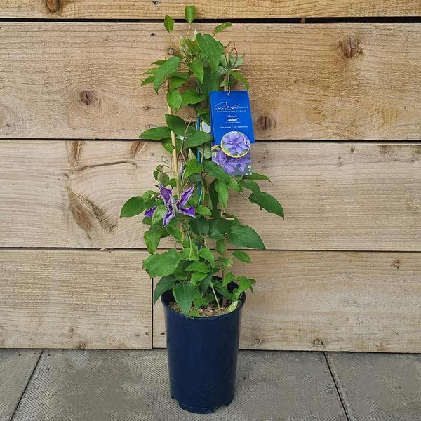 Raymond Evison Clematis Lindsay image 2