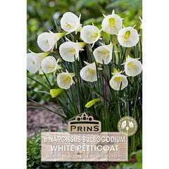 Narcissus 'White Petticoat' (8 bulbs) image 0