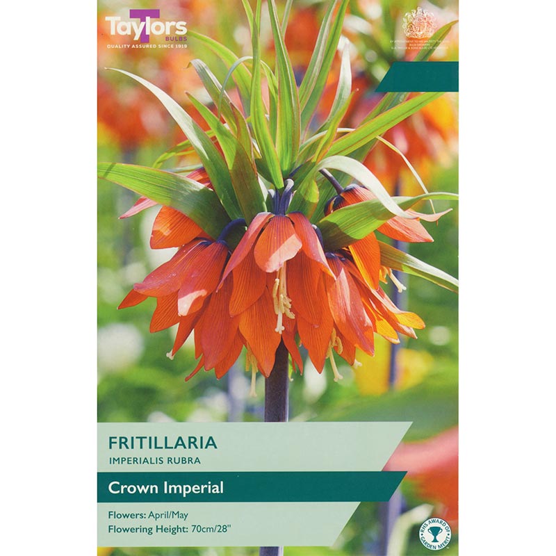 Fritillaria imperialis 'Rubra' (1 Bulb) image 0