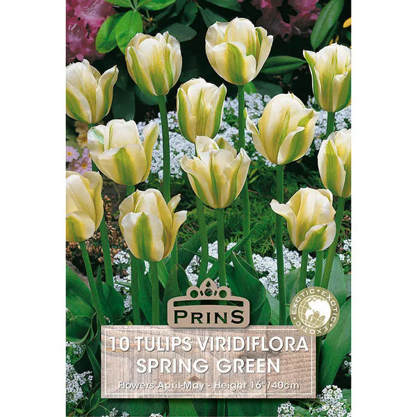 Tulip 'Spring Green' (10 bulbs) image 0