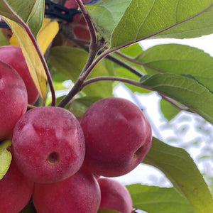 Malus ‘Gorgeous’ Tree (Crab Apple) (12-Litre Pot) image 0