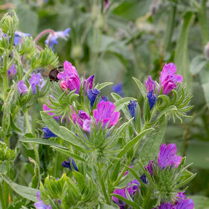 Nature’s Haven Easy Wildflowers Mix (4kg Box) image 3