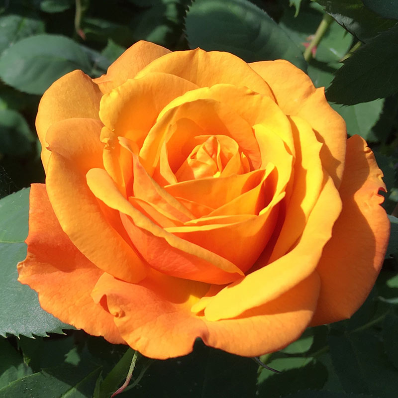 Whartons Roses ‘Golden Delicious’ Hybrid Tea Rose (3-Litre Pot) image 0