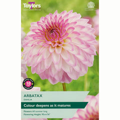 Dahlia ‘Arbatax’ with Pink & White Flowers (1 Tuber) image 0