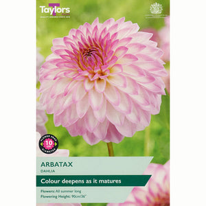 Dahlia ‘Arbatax’ with Pink & White Flowers (1 Tuber) image 0