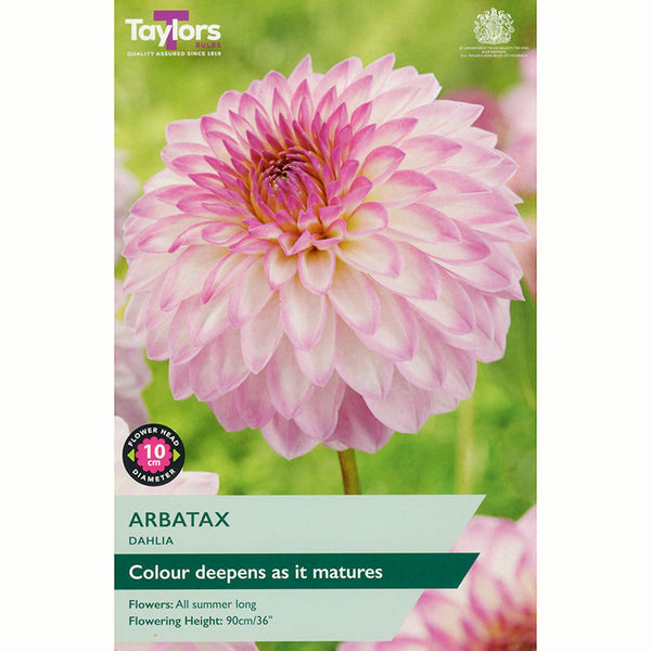 Dahlia ‘Arbatax’ with Pink & White Flowers (1 Tuber) image 0