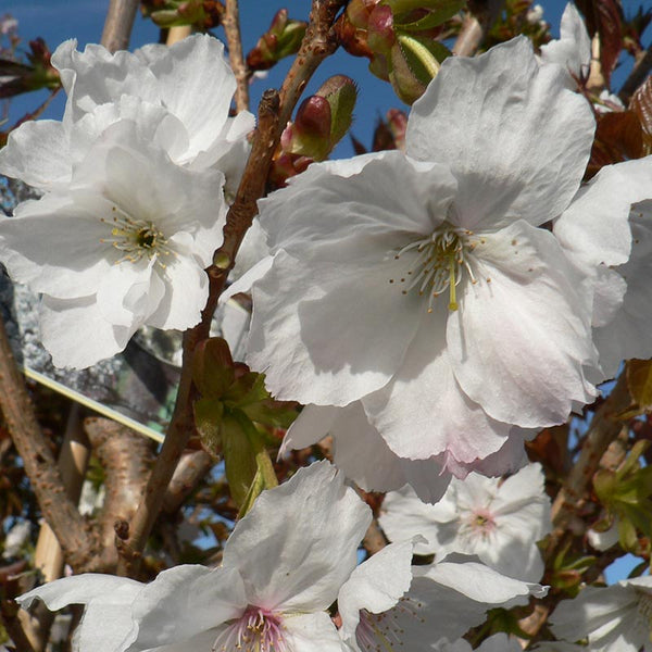 Prunus ‘Tai-Haku’ Tree (Great White Cherry) (12-Litre Pot) image 0