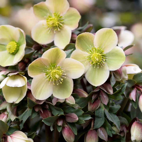 Helleborus 'HGC Monte Christo' image 0