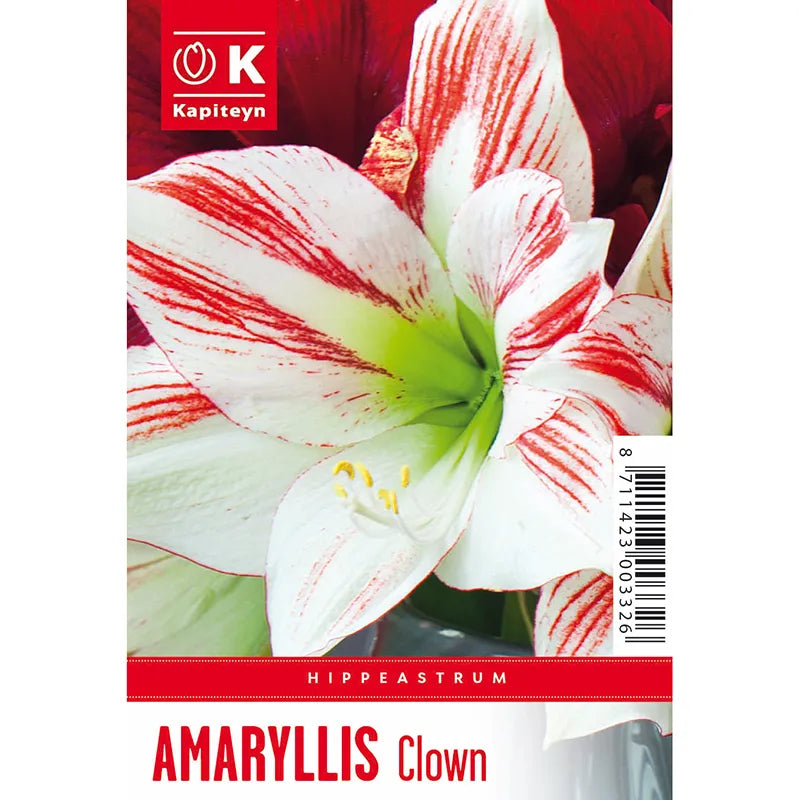 Amaryllis 'Clown' (1 bulb) image 0