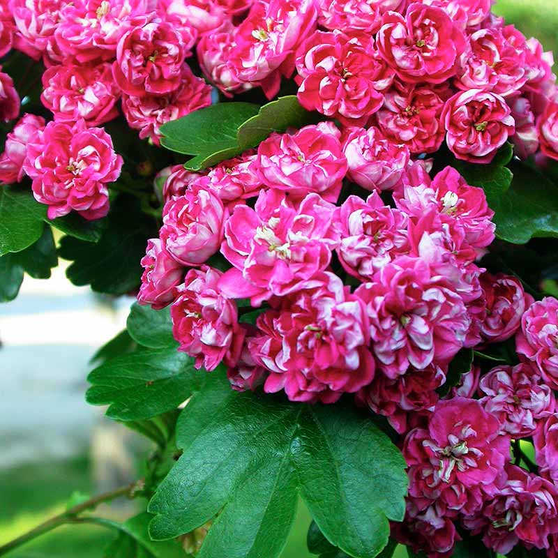 Crataegus 'Paul's Scarlet' Tree (Hawthorn) (12-Litre Pot) image 0