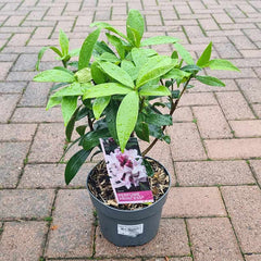 Daphne ‘Perfume Princess’ (2-Litre Pot) image 0
