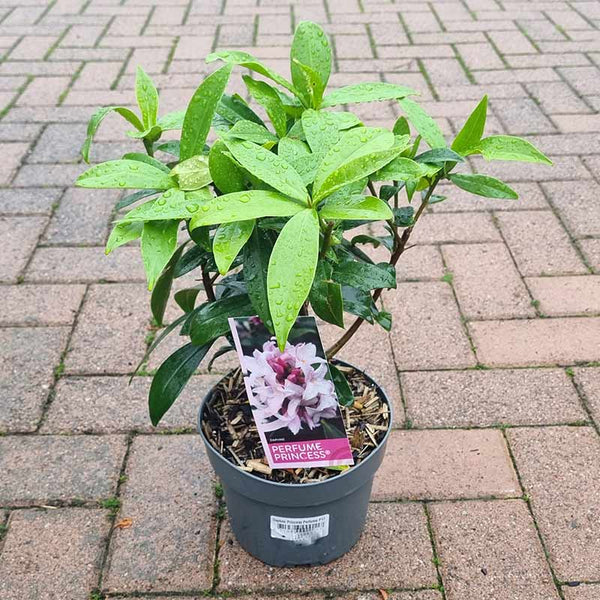 Daphne ‘Perfume Princess’ (2-Litre Pot) image 0