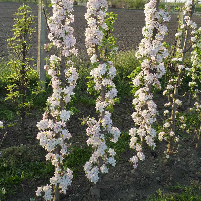 Malus ‘Princess Tracey’ Dwarf Apple Tree (5.5-Litre Pot) image 0