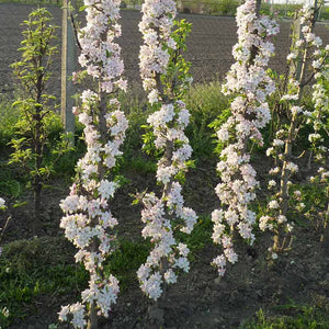 Malus ‘Princess Tracey’ Dwarf Apple Tree (5.5-Litre Pot) image 1