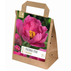 Paeonia Itoh 'Pink Ardour' (1 bare root) image 0