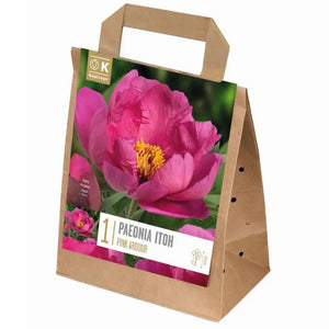Paeonia Itoh 'Pink Ardour' (1 bare root) image 0