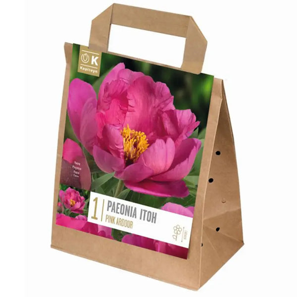 Paeonia Itoh 'Pink Ardour' (1 bare root) image 0