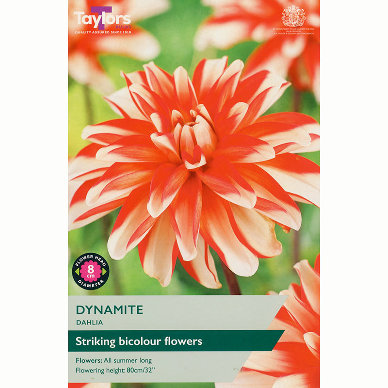 Dahlia ‘Dynamite’ with Red & White Flowers (1 Tuber) image 0