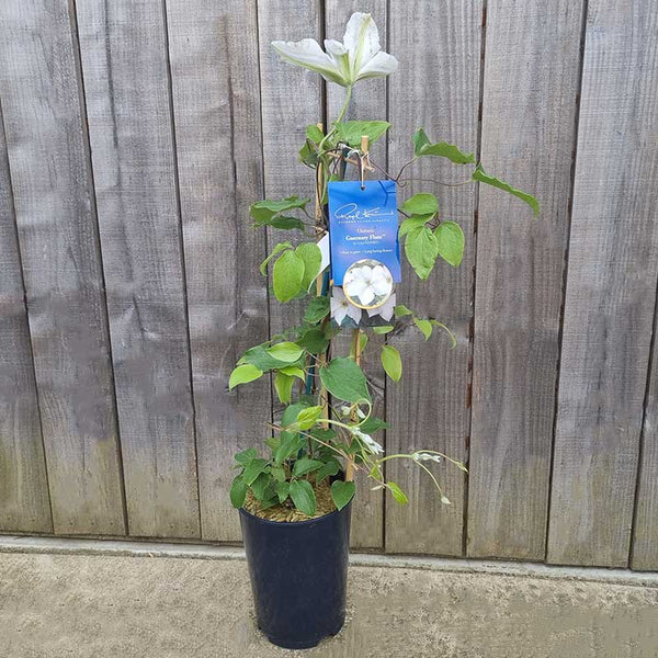 Raymond Evison Clematis Guernsey Flute image 2