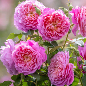 David Austin Emma Bridgewater® English Shrub Rose (6-Litre Pot) image 2
