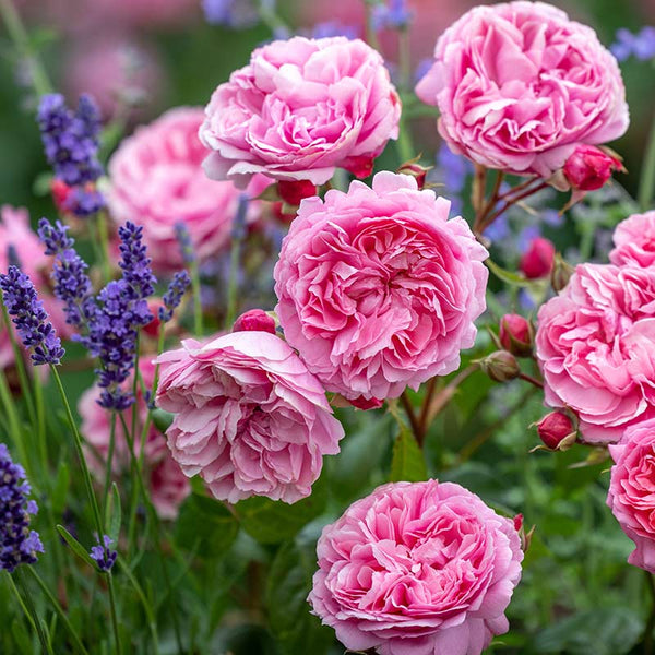 David Austin Penelope Lively® English Shrub Rose (6-Litre Pot) image 2