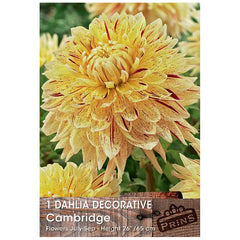 Dahlia Decorative 'Cambridge' (1 tuber) image 0