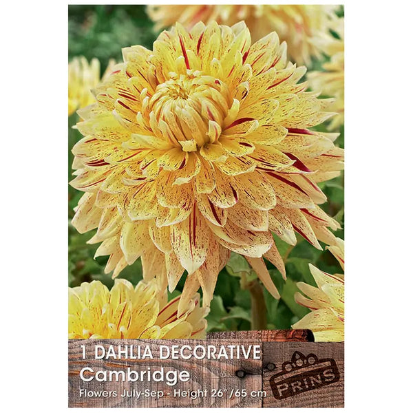 Dahlia Decorative 'Cambridge' (1 tuber) image 0