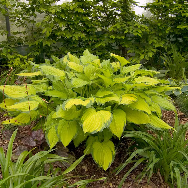 Hosta 'Lady Guinevere' image 0