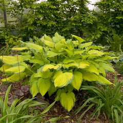 Hosta 'Lady Guinevere' image 0