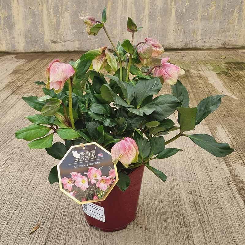 Hellebore Winter Ballet ‘Katie’ (2-Litre Pot) image 0