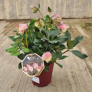 Hellebore Winter Ballet ‘Katie’ (2-Litre Pot) image 1