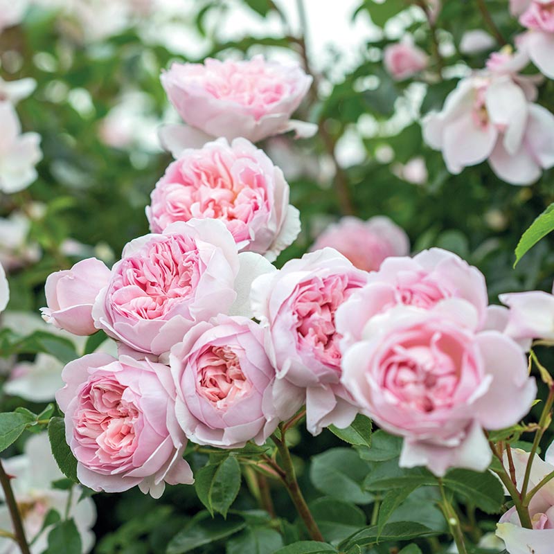 David Austin Wildeve® English Shrub Rose (6-Litre Pot) image 0