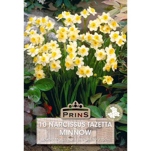Narcissus 'Minnow' (10 bulbs) image 0