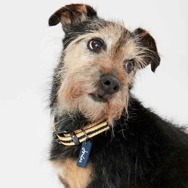 Joules Coastal Yellow Striped Dog Collar image 1