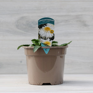 Leucanthemum x superbum ‘Real Comet’ Shasta Daisy (3-Litre Pot) image 0