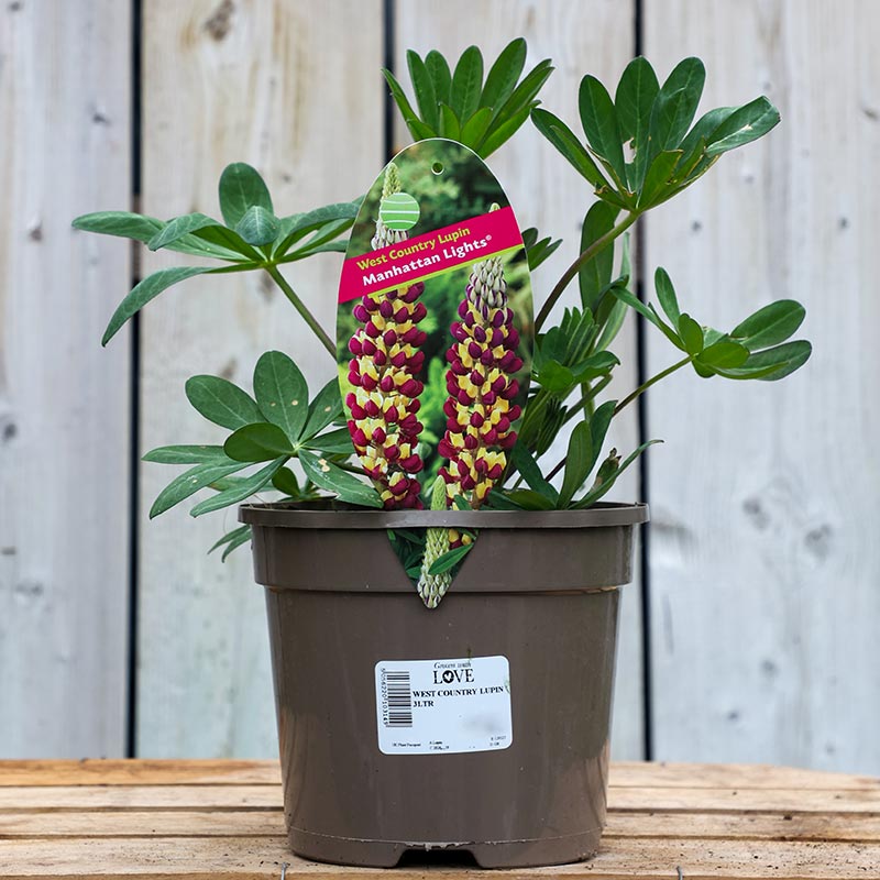 West Country Lupin ‘Manhattan Lights’ (3-Litre Pot) image 0