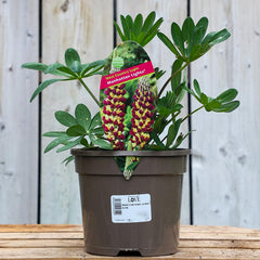 West Country Lupin ‘Manhattan Lights’ (3-Litre Pot) image 0