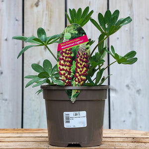 West Country Lupin ‘Manhattan Lights’ (3-Litre Pot) image 0