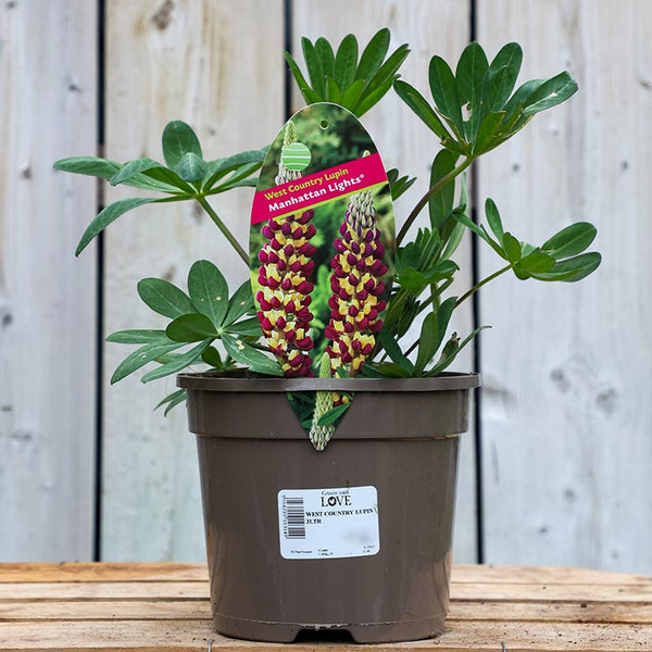 West Country Lupin ‘Manhattan Lights’ (3-Litre Pot) image 0