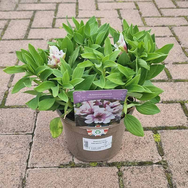 Alstroemeria ‘Inticancha Moon’ (2-Litre Pot) image 0