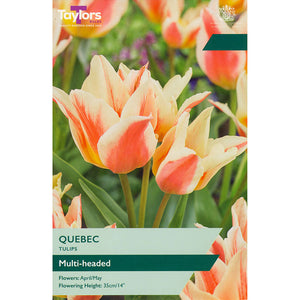 Tulip ‘Quebec’ (9 Bulbs) image 0