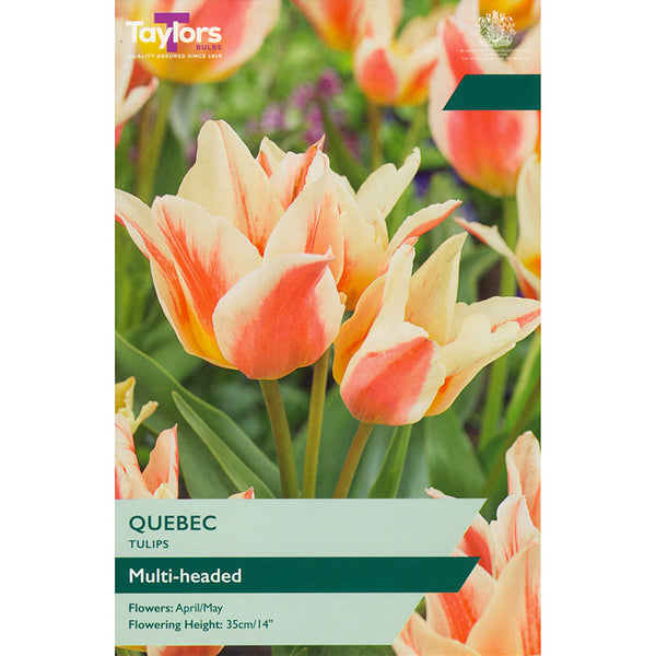 Tulip ‘Quebec’ (9 Bulbs) image 0