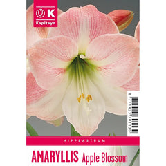 Amaryllis 'Apple Blossom' (1 bulb) image 0
