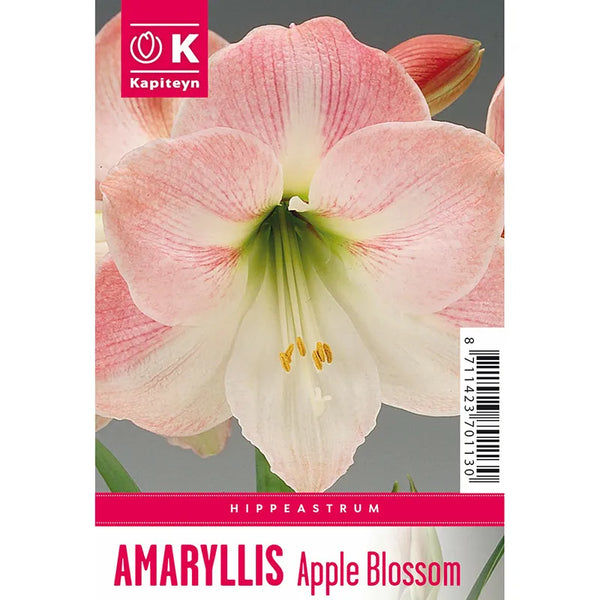 Amaryllis 'Apple Blossom' (1 bulb) image 0