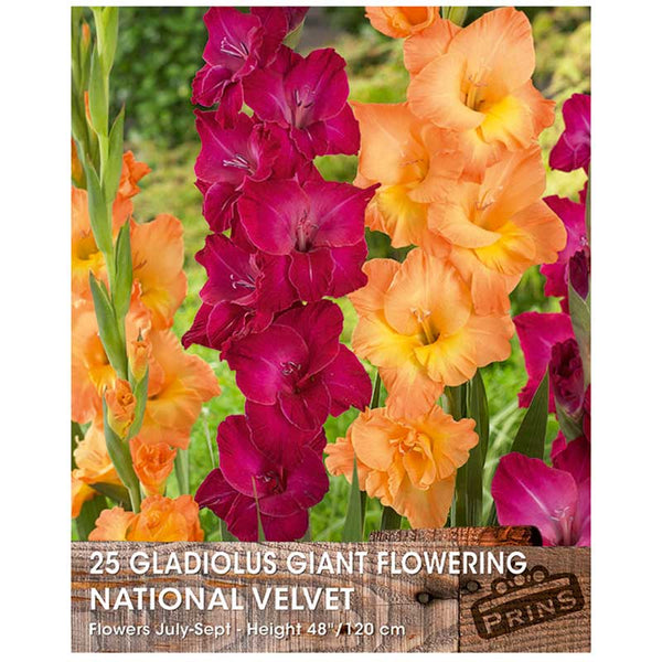 Gladiolus Giant Flowering 'National Velvet' - 25 bulbs image 0