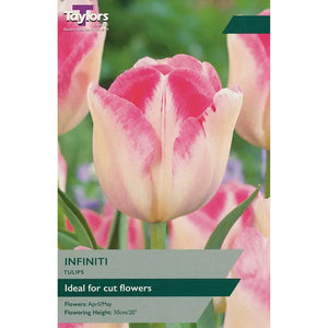 Tulip 'Infiniti' (7 bulbs) image 0