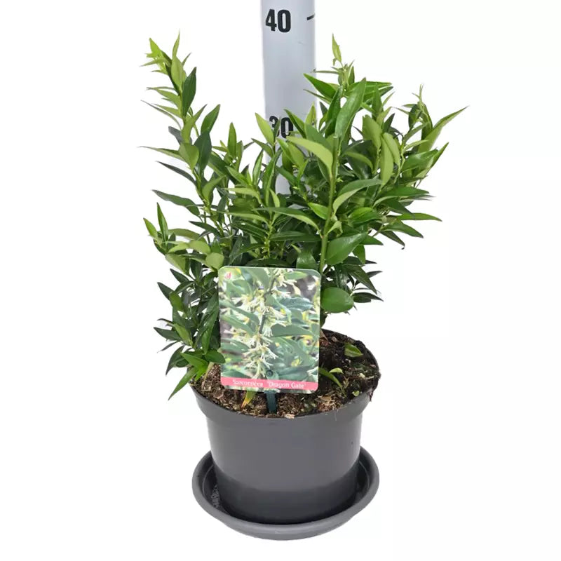 Sarcococca ruscifolia 'Dragon Gate' (Chinese Fragrant Sweet Box) image 0