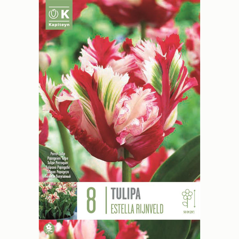 Tulip Parrot ‘Estella Rijnveld’ (8 Bulbs) image 0